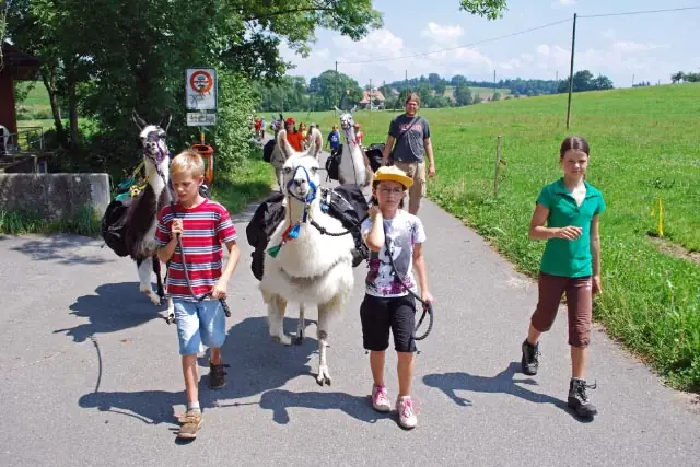 Kinder führen Lamas auf einem Feldweg neben einer grünen Wiese