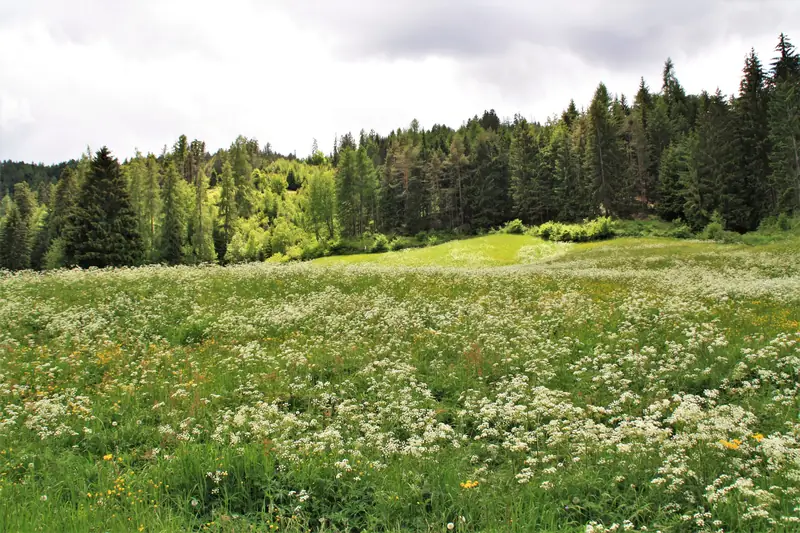 Un prato verde pieno di fiori bianchi davanti a un bosco di larici e abeti sotto un cielo nuvoloso